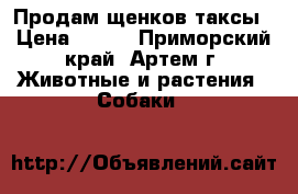 Продам щенков таксы › Цена ­ 500 - Приморский край, Артем г. Животные и растения » Собаки   